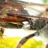 Nomada flavoguttata
